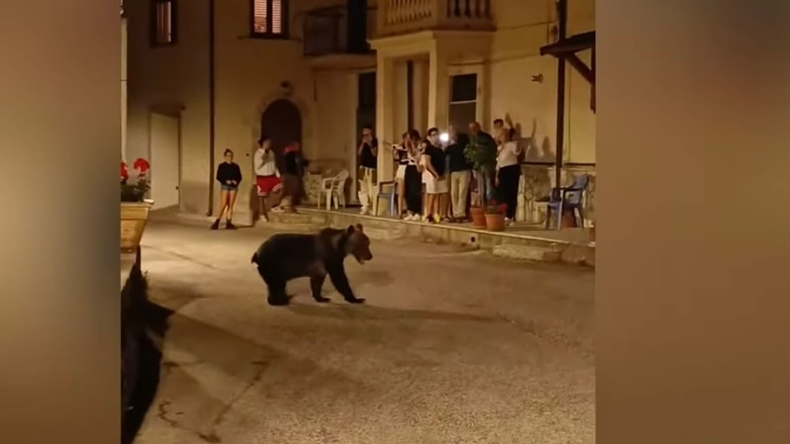 Amarena, a medve - képkocka a San Sebastiano Dei Marsiban augusztus utolsó hétvégéjén rögzített videóból
