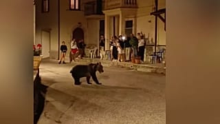 Amarena, a medve - képkocka a San Sebastiano Dei Marsiban augusztus utolsó hétvégéjén rögzített videóból