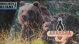 Amarena era muy querida por los vecinos de la zona.