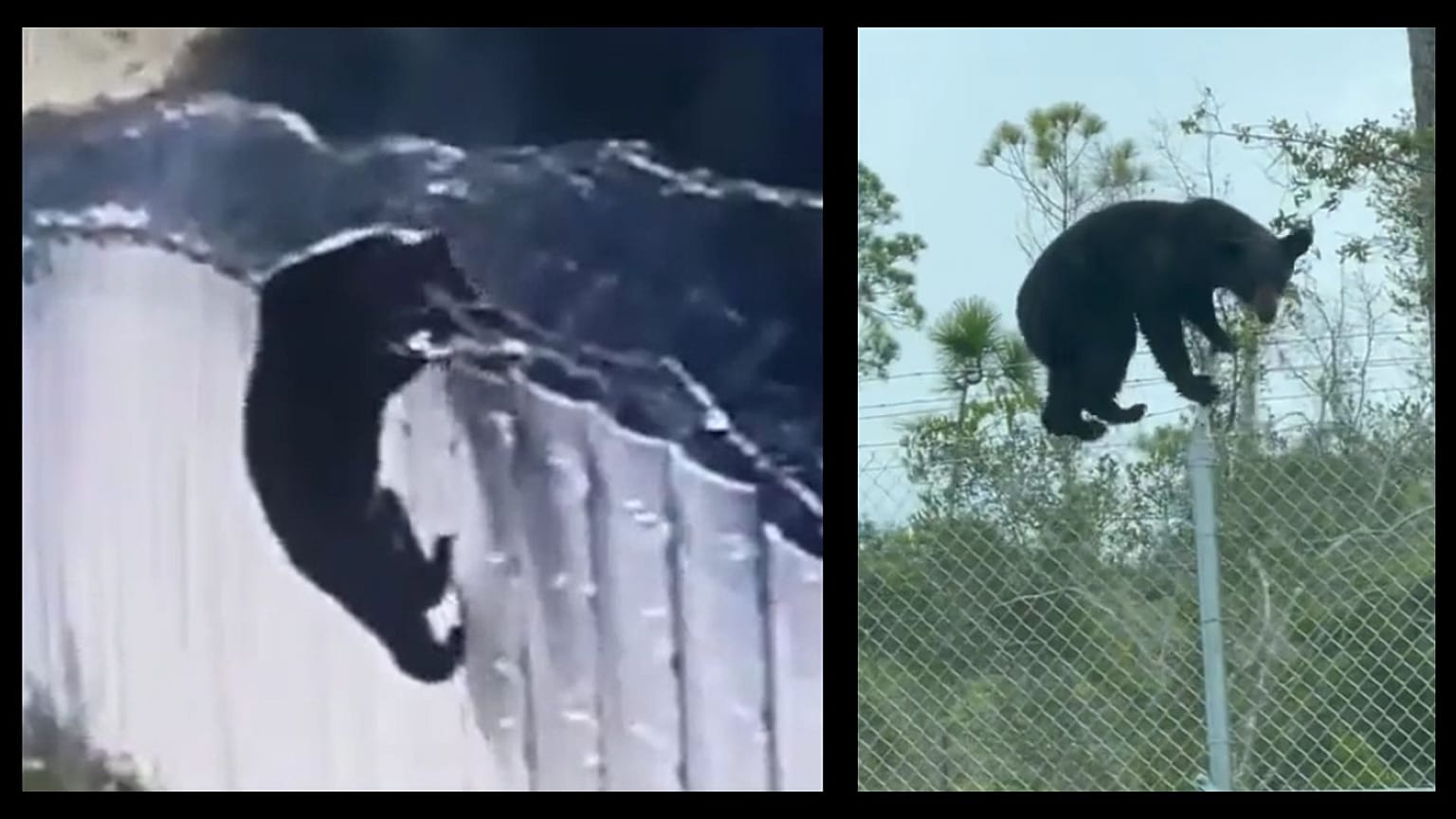 Nem az a kerítés, és nem az a medve