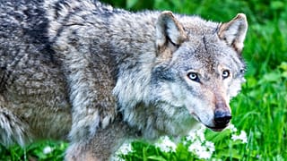 El regreso del lobo a Europa supone un "peligro real" para la ganadería y la vida humana, según la Comisión Europea.