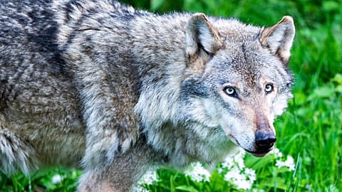 The return of the wolf in Europe is a "real danger" to livestock and human life, the European Commission has said.