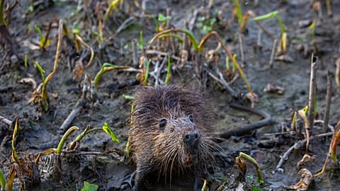 Invasive alien species, introduced by man, are spreading more and more rapidly around the world