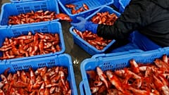 Fisch wird nach dem Fang sortiert