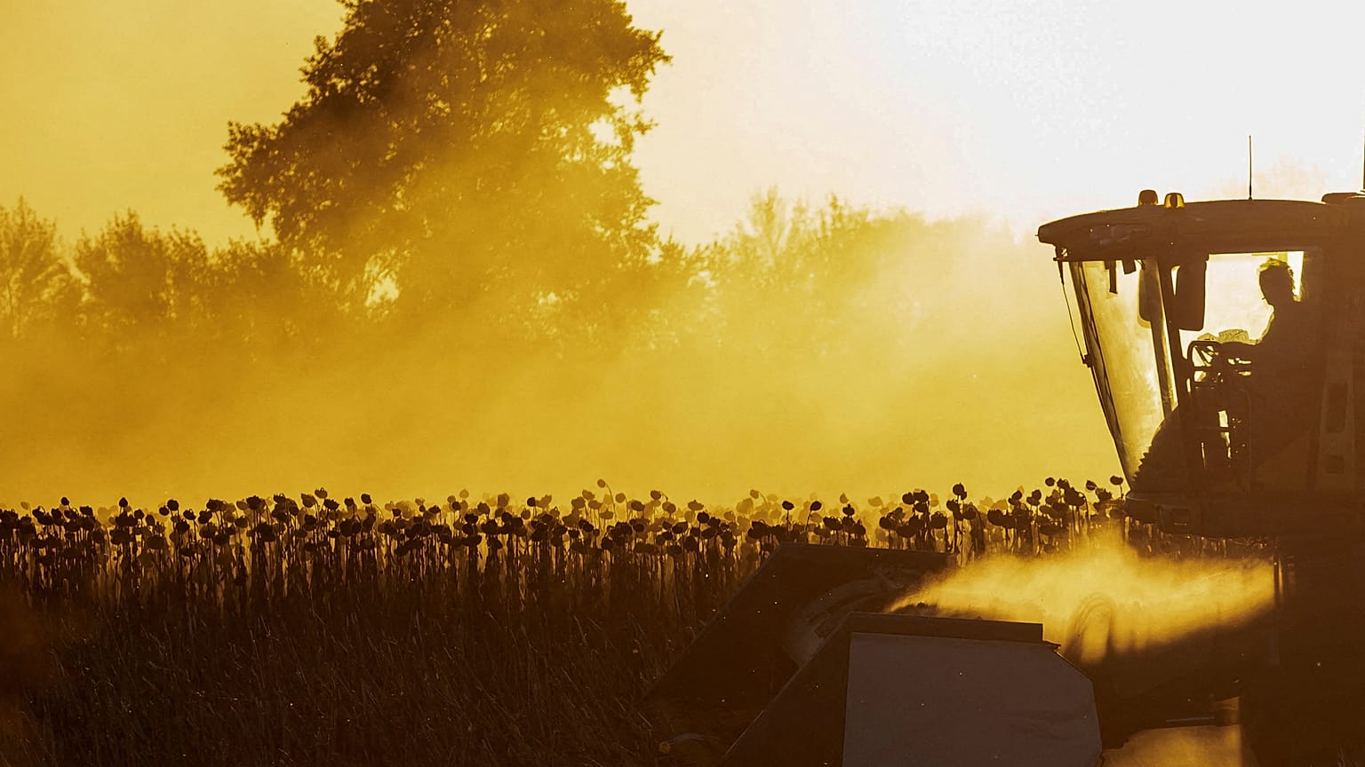 An agriculture worker operates a combine during sunflower harvest in a field, amid Russia's attack on Ukraine, in Chernihiv region, Ukraine.