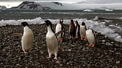 Penguine in der Anatarktis