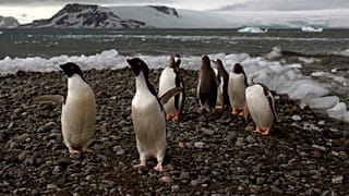 Penguine in der Anatarktis