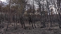 Καμένα στο δάσος της Δαδιάς