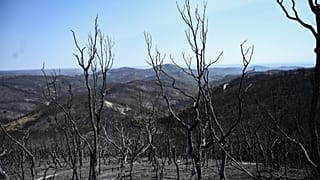 В Эвросе лесные пожары уничтожили более 80 тысяч гектаров охраняемого лесного массива.