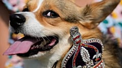 Maggi, eine Pembrokeshire-Corgi-Hundedame, während einer Parade in London anlässlich des ersten Todestages von Königin Elisabeth II.