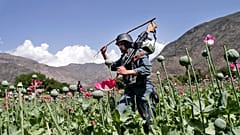 Taliban haşhaş çiftliklerine sık sık baskınlar düzenliyor