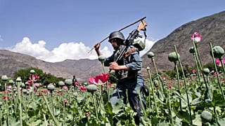 Taliban haşhaş çiftliklerine sık sık baskınlar düzenliyor