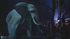 Ologrammi di animali