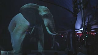 Ologrammi di animali