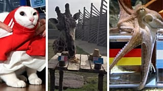 Move over Achilles (left) and Paul (right) - Obano the Giraffe is getting in on the prediction game