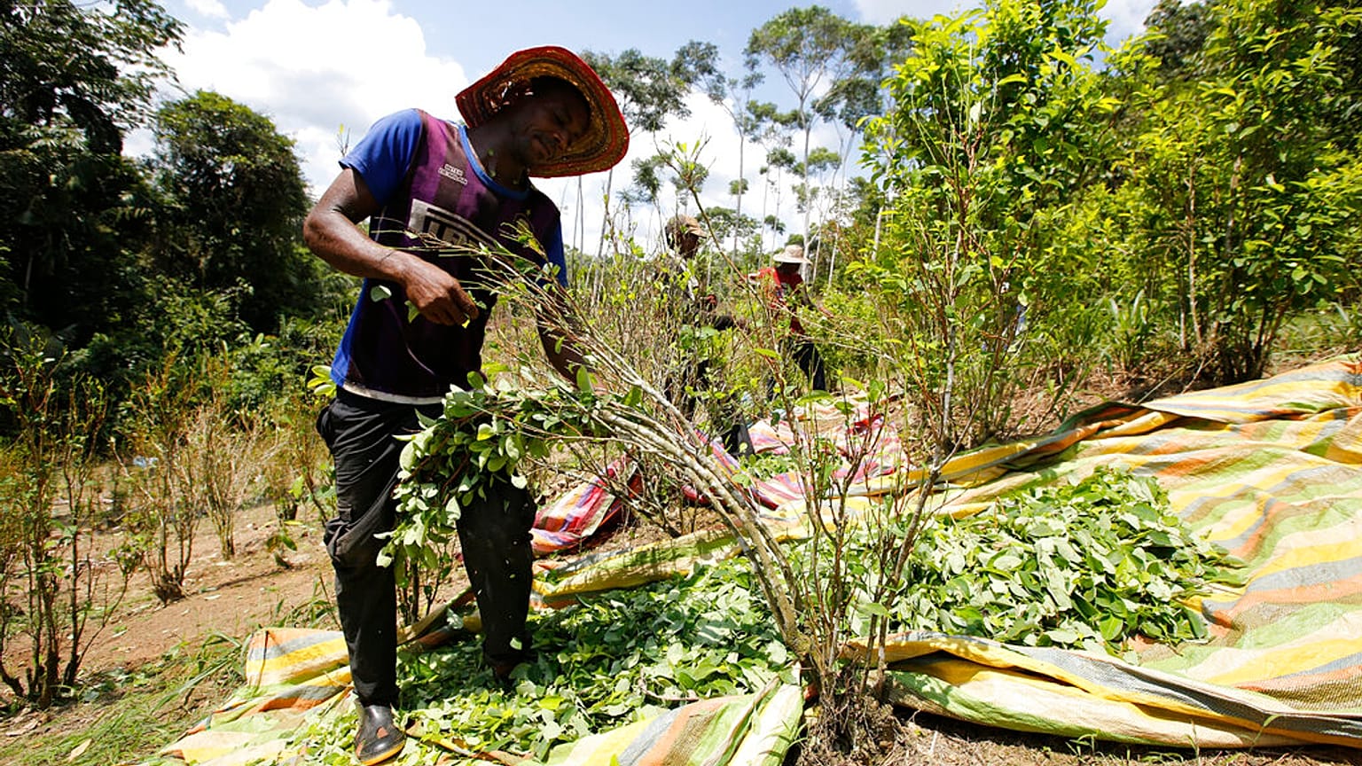 ARCHIVO - En esta foto del 3 de marzo de 2017, un campesino cosecha hojas de coca en Puerto Bello, en el sureño estado colombiano de Putumayo.