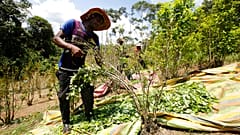 ARCHIVO - En esta foto del 3 de marzo de 2017, un campesino cosecha hojas de coca en Puerto Bello, en el sureño estado colombiano de Putumayo.