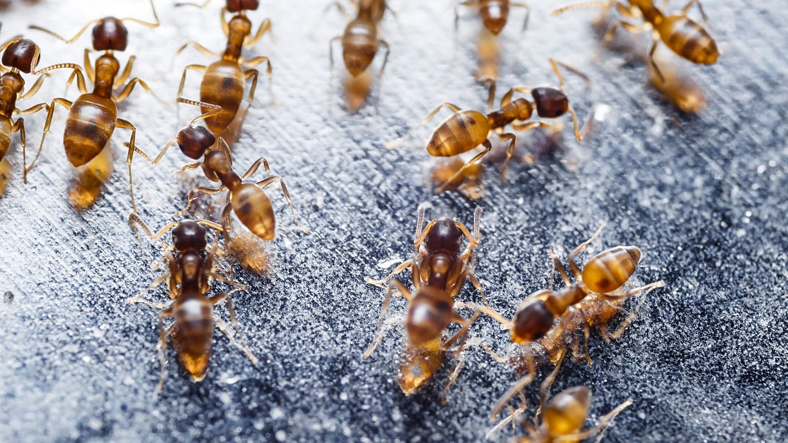 Red fire ants have become established in Europe for the first time.