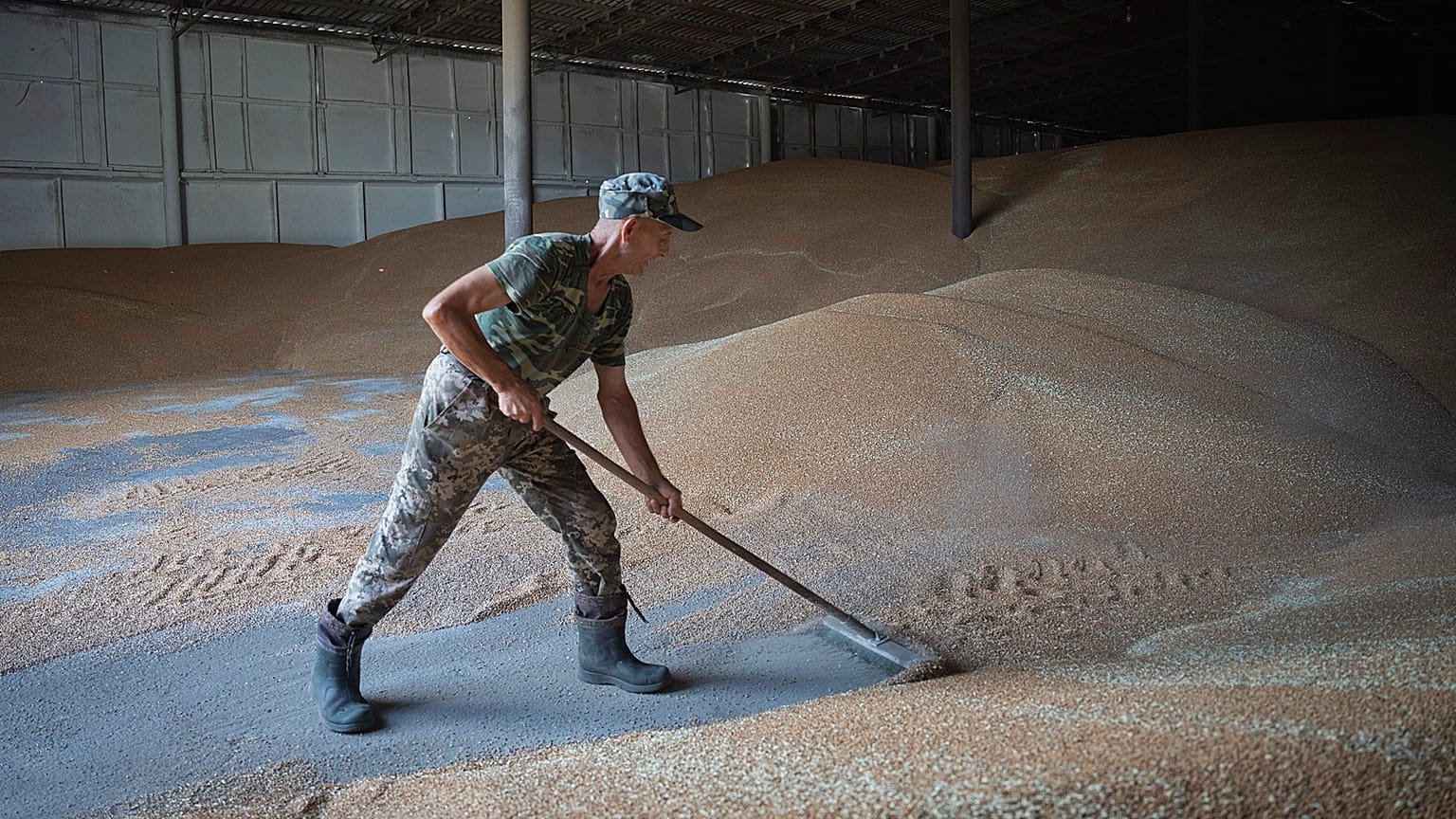 Ukrainian grain is currently subject to only-transit bans across the European Union.