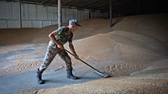 Ukrainian grain is currently subject to only-transit bans across the European Union.