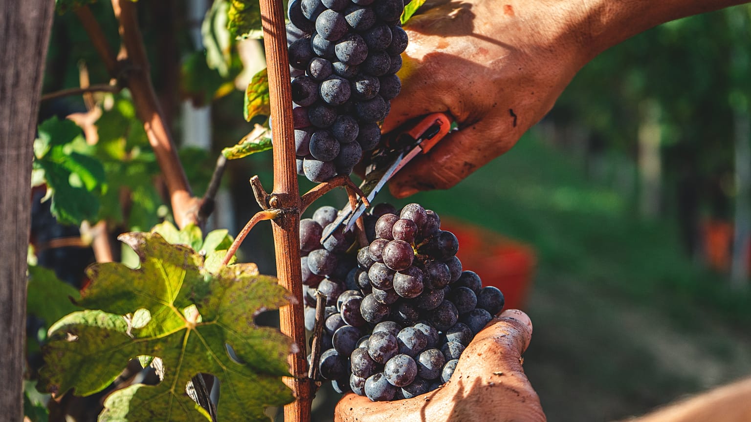 Vigneti 