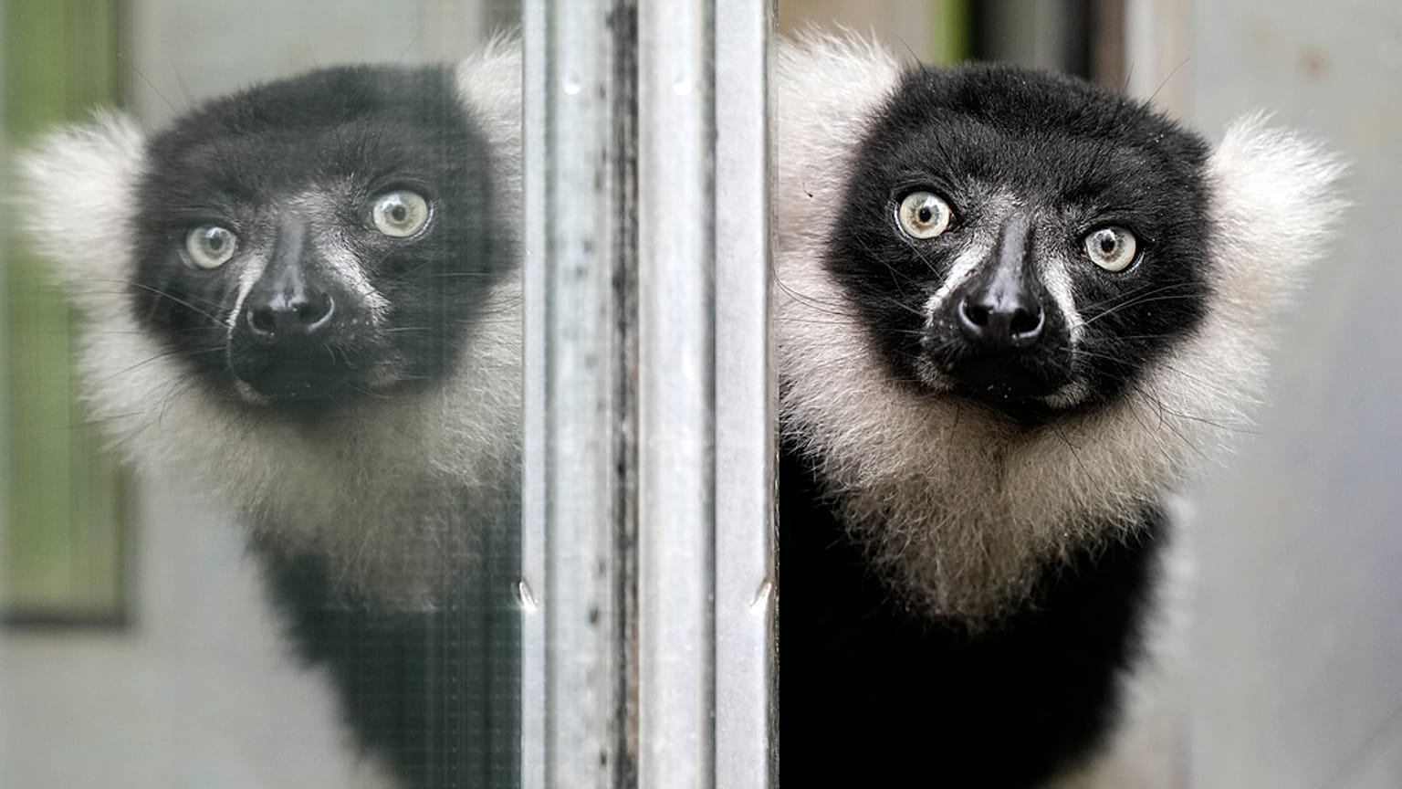 Ein Lemur im Duisburger Zoo