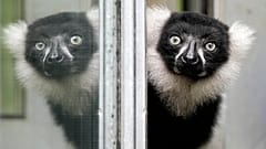 Ein Lemur im Duisburger Zoo