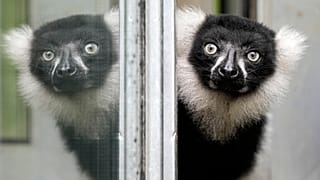 Ein Lemur im Duisburger Zoo