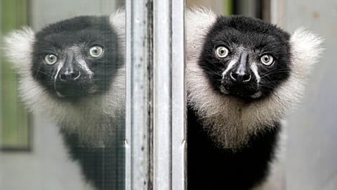 A black-and-white ruffed lemur watches out of an open window on a rainy day at the zoo in Duisburg, Germany, Wednesday, Aug. 2, 2023. 