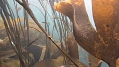 Ламинарии и кораллы - основа морской экосистемы, они особенно подвержены воздействию высоких температур