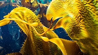 Kelp