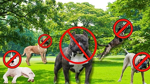 Banned British dogs: (L-R) Dogo Argentino, Japanese Tosa, American XL Bully, Pit Bull Terrier and Fila Brasileiro