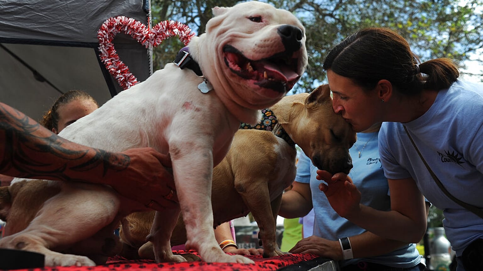 American bully köpekleri