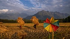 Archivo: Varias personas transportan arroz cosechado en un arrozal a las afueras de Srinagar, en la Cachemira controlada por la India. Septiembre de 2022.