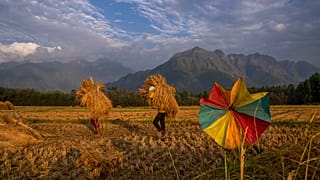 File: Several people carry harvested rice in a paddy field on the outskirts of Srinagar, Indian-controlled Kashmir. September 2022.