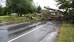 Ein umgestürzter Baum in Fredericton