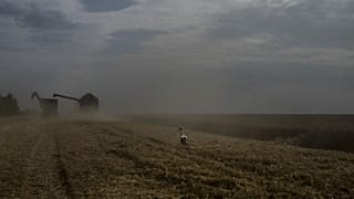 Kombájn egy búzamezőn a közép-ukrajnai Cserkaszi régióban