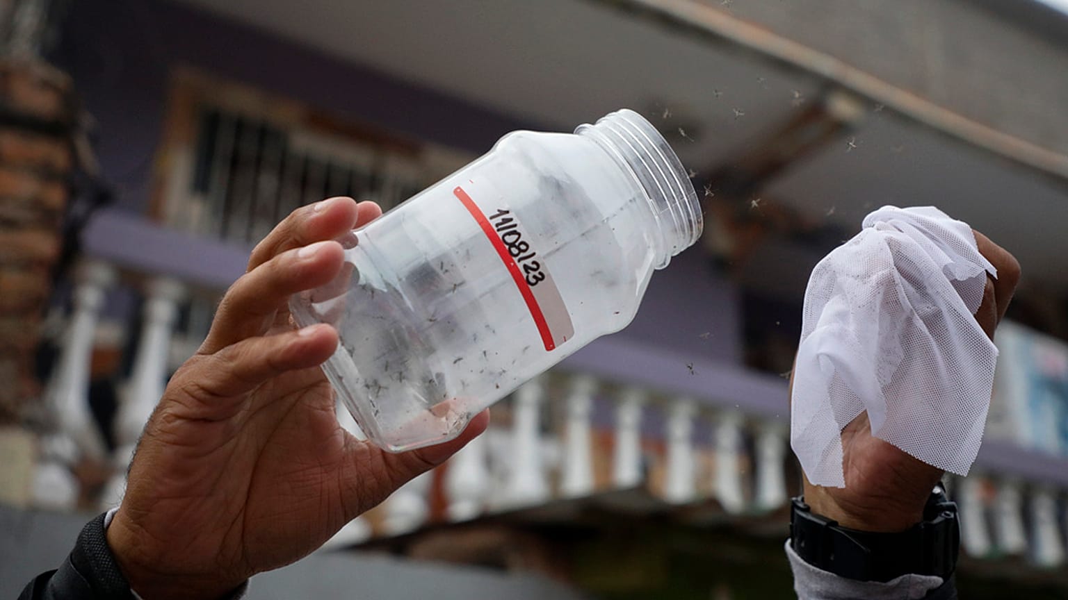 Médicos Sin Fronteras libera mosquitos criados en laboratorio e infectados con bacterias que interrumpen la transmisión del dengue, en Tegucigalpa, Honduras.
