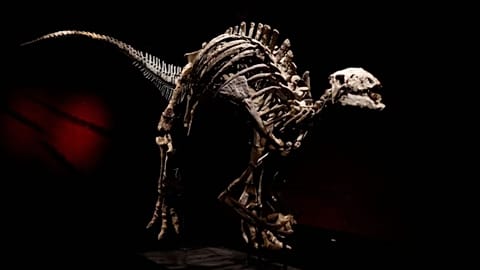 Barry the dinosaur is expected to fetch up to €1.2 million 