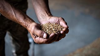 Poland, Hungary and Slovakia have imposed nationwide bans on Ukrainian grain, including wheat and maize, in a unilateral and uncoordinated manner.
