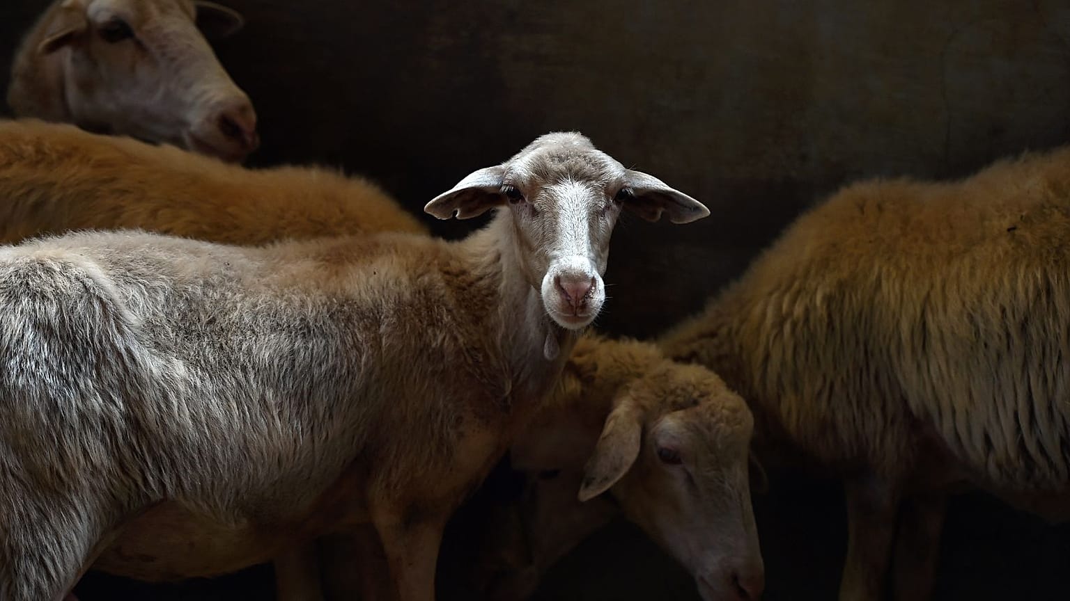 A flock of sheep is pictured near Porto Torres, northern Sardinia, on July 8, 2015.