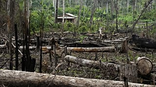 Alberi giacciono in un'area disboscata di fronte a una casa nella Riserva Estrattiva Chico Mendes, a Xapuri, nello Stato di Acre, Brasile, 6 dicembre 2022.