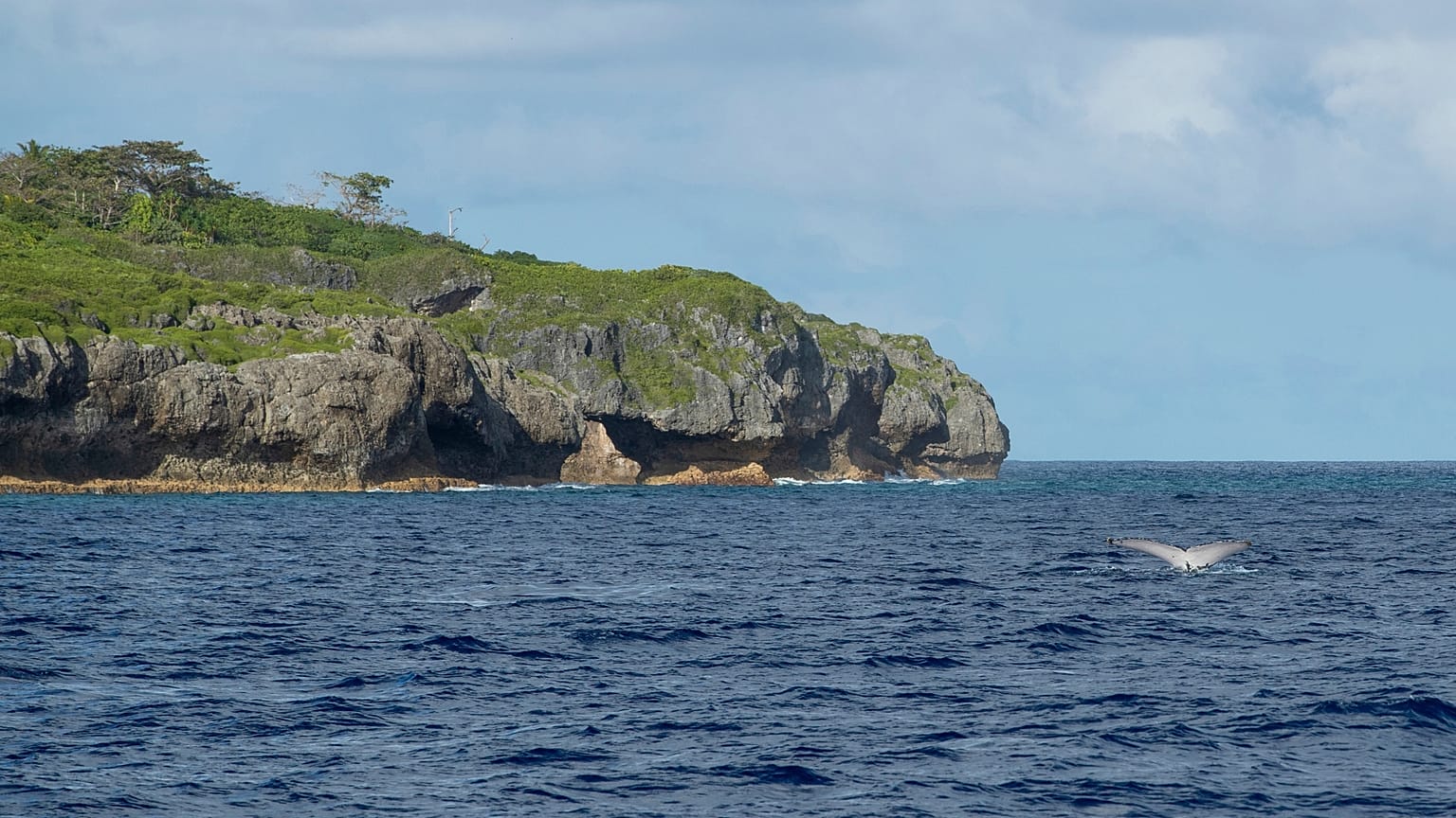 A tail of a humpback whale breaks the water in Niue.