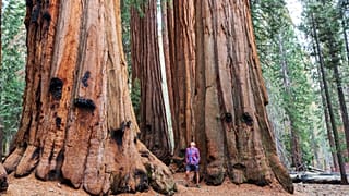 Giant sequoia trees are the largest in the world. This organisation wants to plant them in the UK.