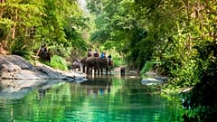 The sale and advertising of some animal tourism abroad will be banned under the new law. 