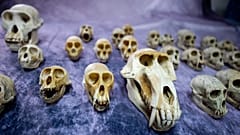 392 crânes de primates ont été saisis à l'aéroport de Roissy Charles-de-Gaulle en sept mois.