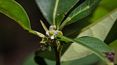 Die Pernambuco-Stechpalme (Ilex sapiiformis): Nach 186 Jahren wiederentdeckt