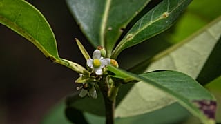 L'agrifoglio di Pernambuco (Ilex sapiiformis), un albero che è stato perso dalla scienza per 186 anni, è stato riscoperto in Brasile.