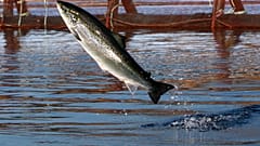 Ein Lachs in einem Mastbetrieb
