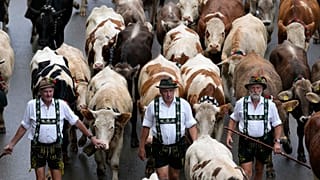A transformação sustentável da pecuária é o tema da conferência organizada pela FAO